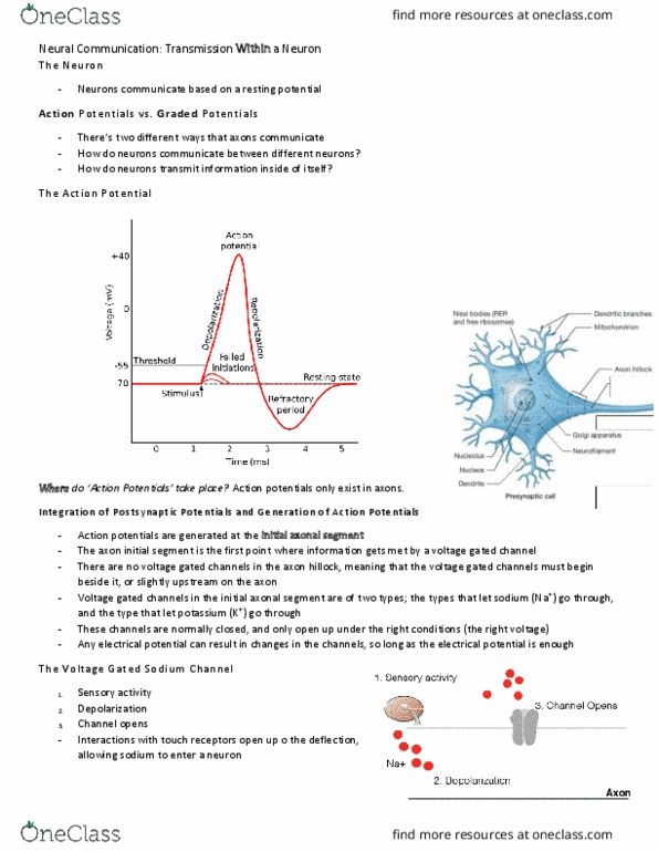 PSY290H5 Lecture Notes - Lecture 4: Axon Hillock, Sodium Channel, Resting Potential thumbnail