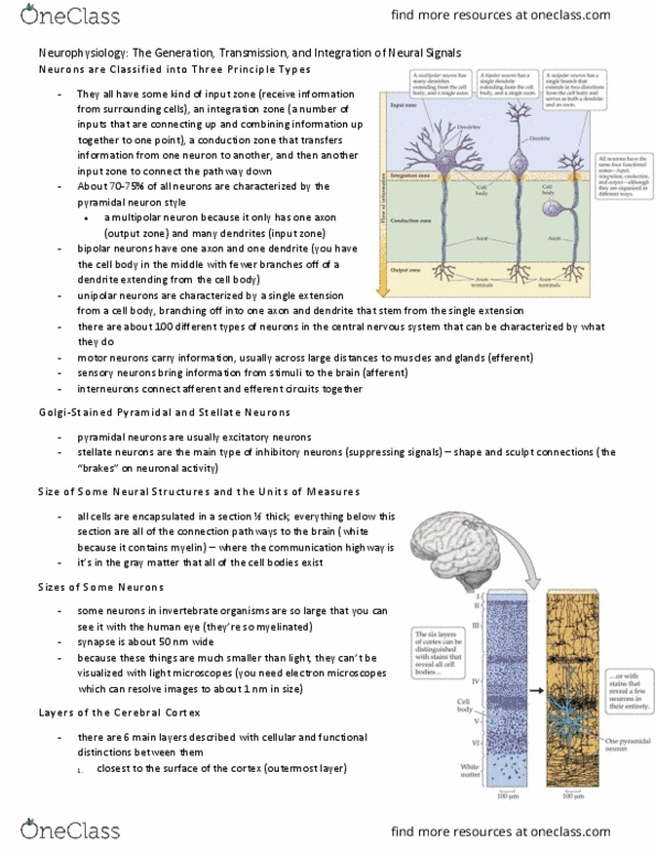 PSY290H5 Lecture Notes - Lecture 3: Pyramidal Cell, Multipolar Neuron, Grey Matter thumbnail