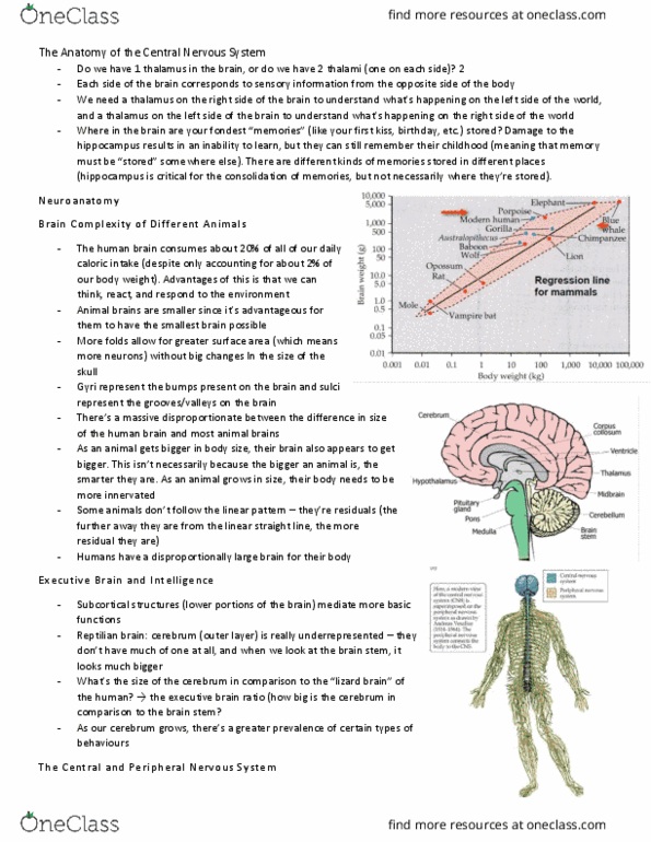 PSY290H5 Lecture Notes - Lecture 2: Peripheral Nervous System, Central Nervous System, Gyrus thumbnail