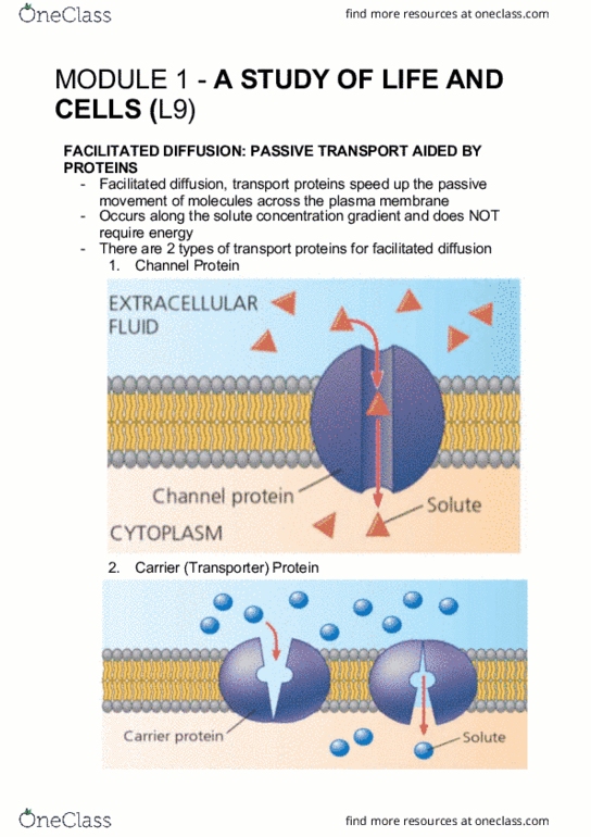 BIOM1050 Lecture Notes - Lecture 9: Facilitated Diffusion, Cell Membrane, Active Transport thumbnail