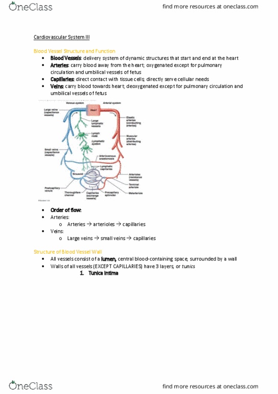 MEDI111 Lecture Notes - Lecture 8: Tunica Intima, Tunica Externa, Pulmonary Circulation thumbnail