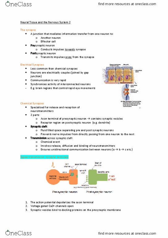 MEDI111 Lecture Notes - Lecture 10: Voltage-Dependent Calcium Channel, Axon Terminal, Gap Junction thumbnail
