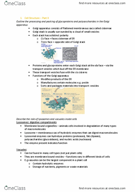 BIOL103 Lecture Notes - Lecture 3: Vacuole, Glucosidases, Lysosome thumbnail