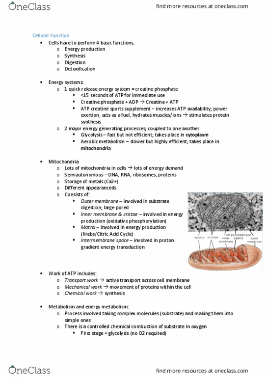 MEDI112 Lecture Notes - Lecture 6: Phosphocreatine, Intermembrane Space, Cellular Respiration thumbnail