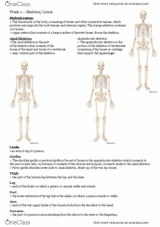 HBS1HBB Lecture Notes - Lecture 2: Appendicular Skeleton, Shoulder Girdle, Axial Skeleton thumbnail