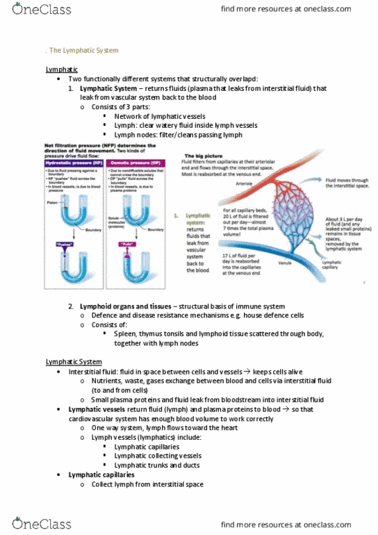 MEDI112 Lecture Notes - Lecture 10: Lymphatic Vessel, Extracellular Fluid, Tonsil thumbnail