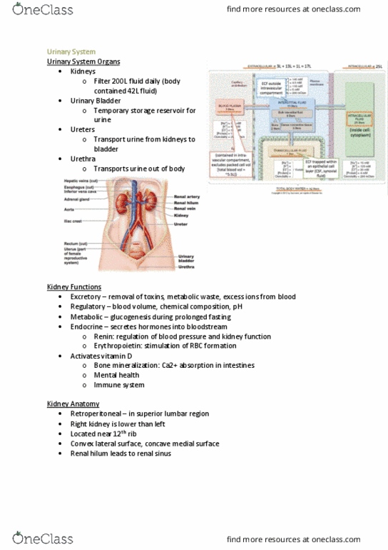 MEDI112 Lecture Notes - Lecture 9: Distal Convoluted Tubule, Proximal Tubule, Renal Blood Flow thumbnail