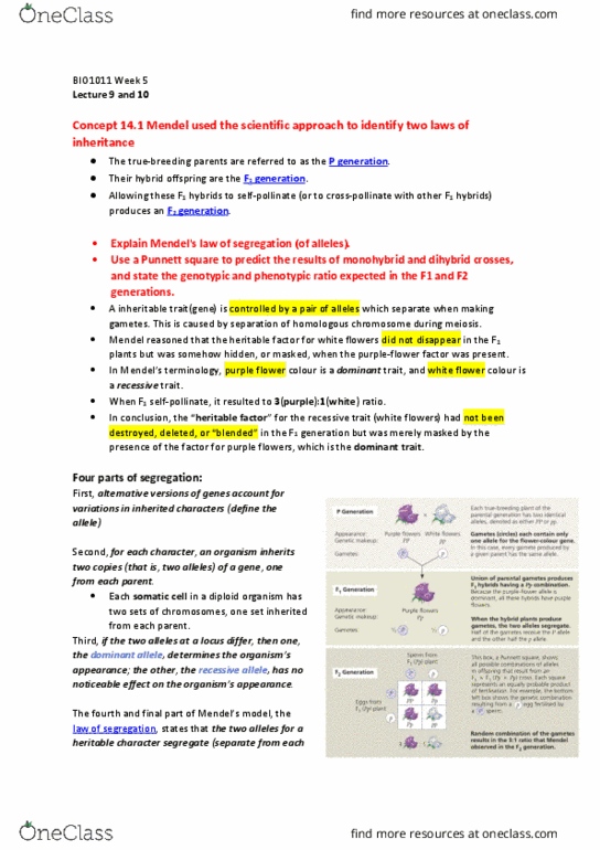 BIO1011 Lecture Notes - Lecture 9: Punnett Square, Homologous Chromosome, Somatic Cell thumbnail