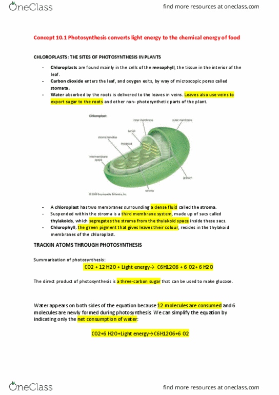 BIO1011 Lecture Notes - Lecture 5: Thylakoid, Leaf, Chloroplast thumbnail