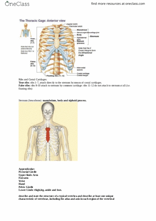 BIOL 3305 Lecture Notes - Lecture 40: Costal Cartilage, Cervical Vertebrae, Lumbar Vertebrae thumbnail