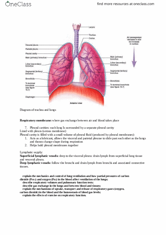 BIOL 3305 Lecture Notes - Lecture 39: Pleural Cavity, Chordae Tendineae, Pulmonary Vein thumbnail