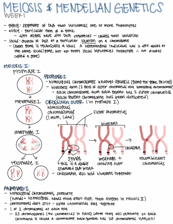 LIFESCI 7B Lecture 1: Meiosis and Mendelian Genetics Notes thumbnail