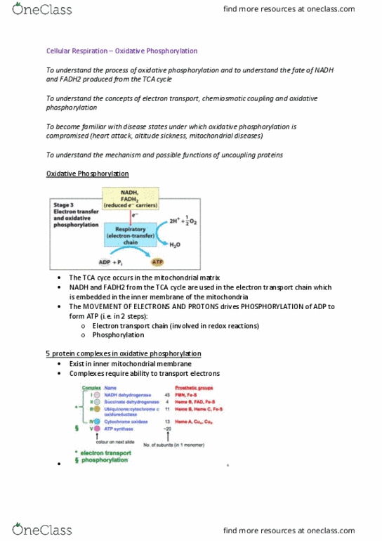 BIOL214 Lecture Notes - Lecture 5: Oxidative Phosphorylation, Chemiosmosis, Lipid Bilayer thumbnail