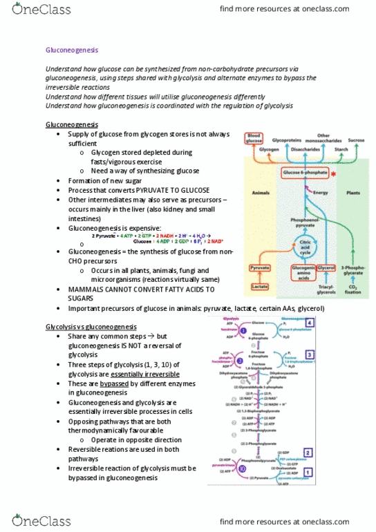 BIOL214 Lecture Notes - Lecture 6: Futile Cycle, Gluconeogenesis, Oxaloacetic Acid thumbnail
