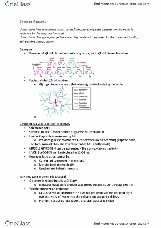 BIOL214 Lecture Notes - Lecture 7: Glycogen Debranching Enzyme, Glycogen Phosphorylase, Glycogen Branching Enzyme thumbnail