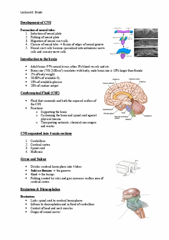 BIOL124 Lecture Notes - Lecture 6: Nociceptor, Neural Crest, Neural Groove thumbnail
