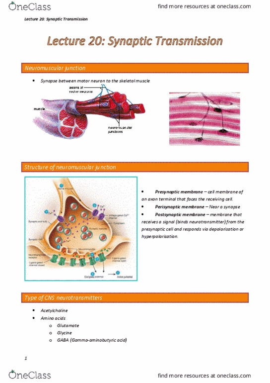 BIOL123 Lecture Notes - Lecture 20: Neuromuscular Junction, Axon Terminal, Enkephalin thumbnail