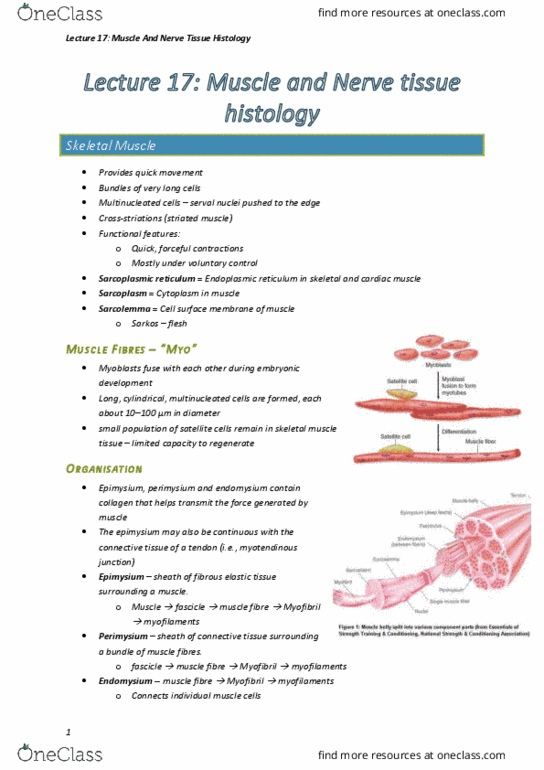 BIOL123 Lecture Notes - Lecture 17: Muscle Fascicle, Endoplasmic Reticulum, Myocyte thumbnail