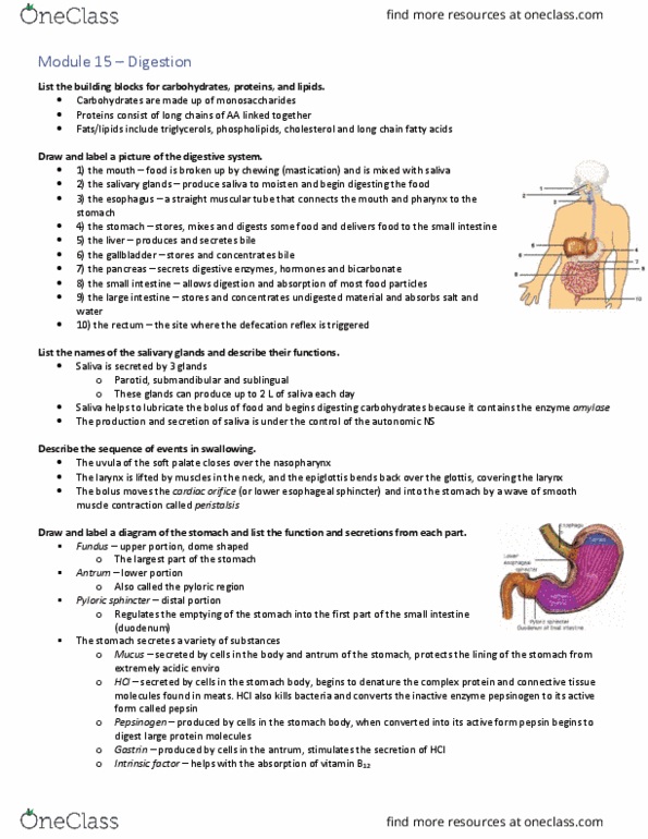 Physiology 2130 Lecture Notes - Lecture 15: Pylorus, Intestinal Villus, Digestive Enzyme thumbnail