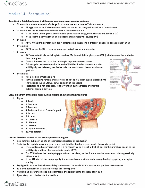 Physiology 2130 Lecture Notes - Lecture 14: Ejaculatory Duct, Vas Deferens, Male Reproductive System thumbnail