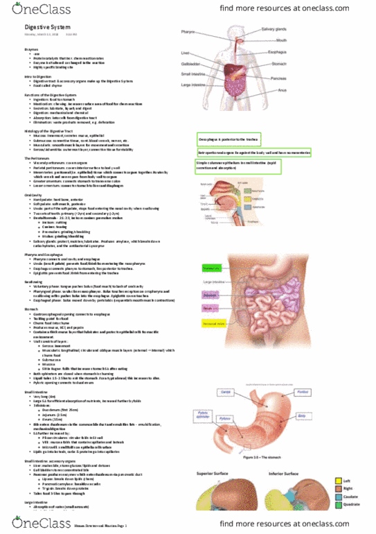 HUMB1000 Lecture Notes - Lecture 3: Common Bile Duct, Ileocecal Valve, Soft Palate thumbnail