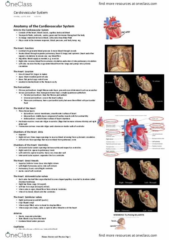 HUMB1000 Lecture Notes - Lecture 6: Chordae Tendineae, Pulmonary Artery, Pericardium thumbnail