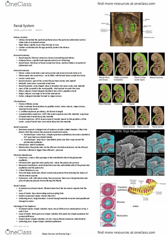 HUMB1000 Lecture Notes - Lecture 7: Distal Convoluted Tubule, Proximal Tubule, Renal Corpuscle thumbnail