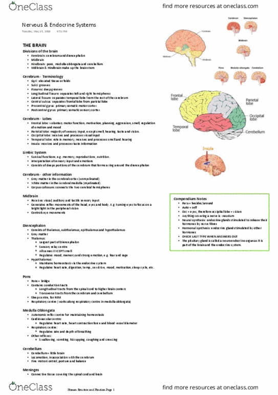 HUMB1000 Lecture Notes - Lecture 9: Medulla Oblongata, Postcentral Gyrus, Precentral Gyrus thumbnail