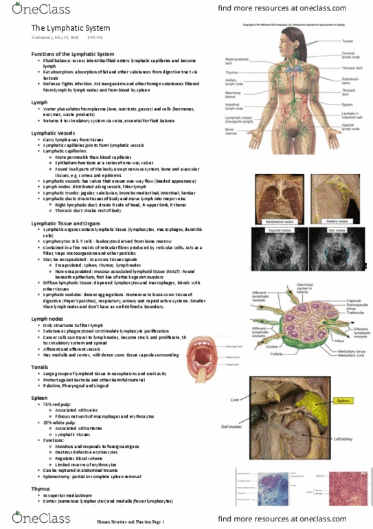HUMB1000 Lecture Notes - Lecture 10: Lymphatic Vessel, Thoracic Duct, Red Pulp thumbnail