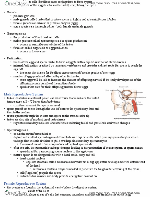 BIO 1140 Lecture Notes - Lecture 22: Seminiferous Tubule, Ovarian Follicle, Oocyte thumbnail