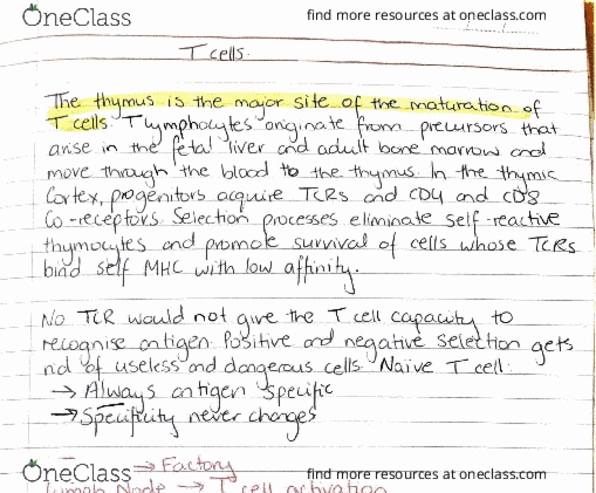 MEDI3009 Lecture 1: T Cells (2) thumbnail