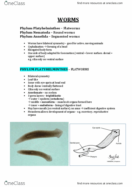 SLE204 Lecture Notes - Lecture 9: Aortic Arches, Flatworm, Planaria thumbnail