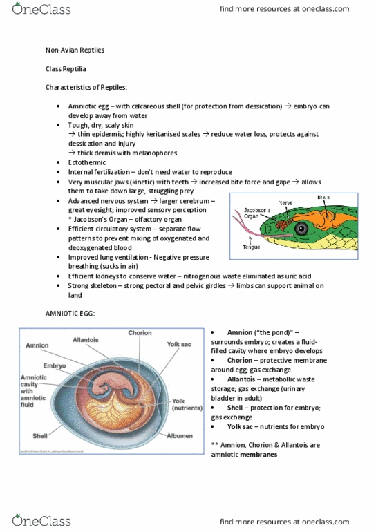 SLE204 Lecture Notes - Lecture 8: Heterodont, Anapsid, Abdominal Cavity thumbnail