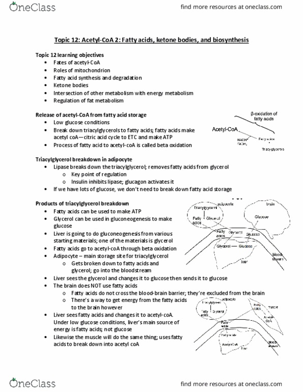 Biochemistry 2280A Lecture Notes - Lecture 12: Mitochondrion, Glycolysis, Hyperglycemia thumbnail