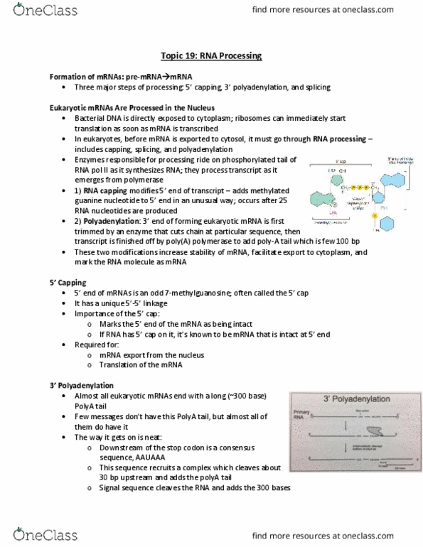Biochemistry 2280A Lecture Notes - Lecture 19: Long Non-Coding Rna, Chromosome, Nuclear Membrane thumbnail