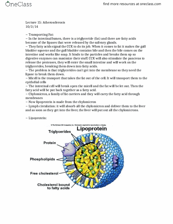 BIOL 1312 Lecture Notes - Lecture 20: Low-Density Lipoprotein, Phospholipid, Histology thumbnail