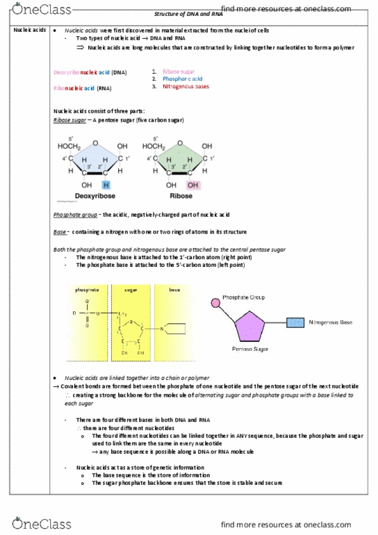 LQB186 Lecture Notes - Lecture 6: Uracil, Deoxyribose, Pentose thumbnail