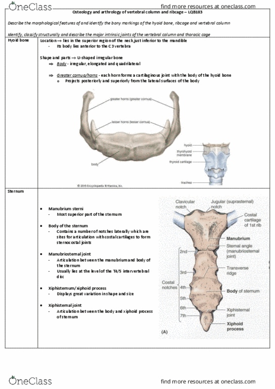 LQB183 Lecture Notes - Lecture 9: Median Plane, Vertebral Artery, Sacroiliac Joint thumbnail