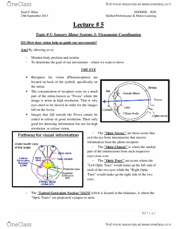 KINE 3020 Lecture Notes - Posterior Parietal Cortex, Temporal Lobe, Motion Perception thumbnail