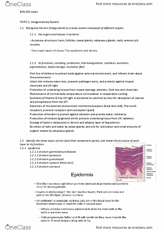 BIOL126 Lecture Notes - Lecture 1: Vitiligo, Vasodilation, Epithelium thumbnail