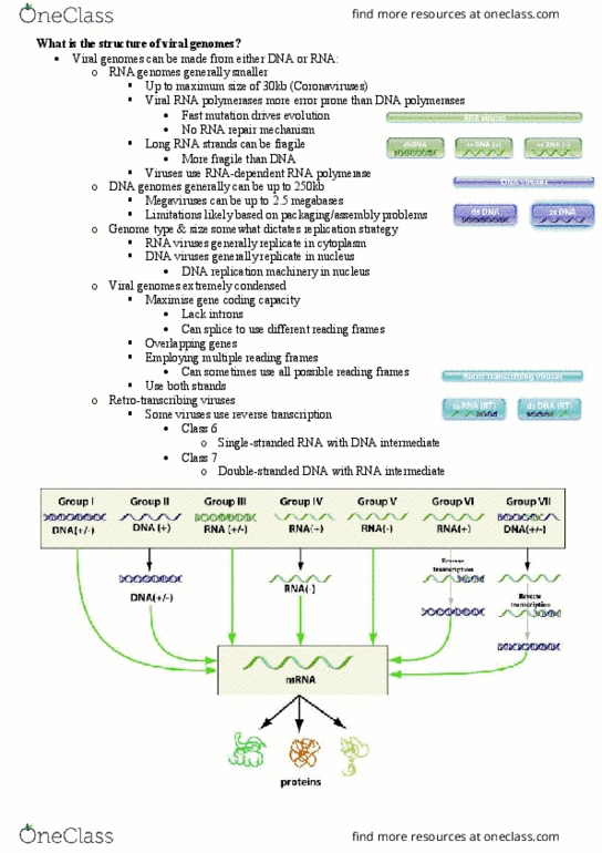 MICR3002 Lecture Notes - Lecture 9: Tubulin, Cytoskeleton, Polyadenylation thumbnail