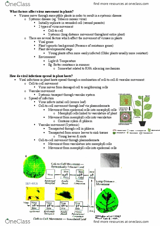 MICR3002 Lecture Notes - Lecture 23: Gene D. Block, Cowpea Mosaic Virus, Rna-Dependent Rna Polymerase thumbnail