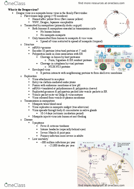 MICR3002 Lecture Notes - Lecture 26: Cytokine, Epitope, Medical History thumbnail