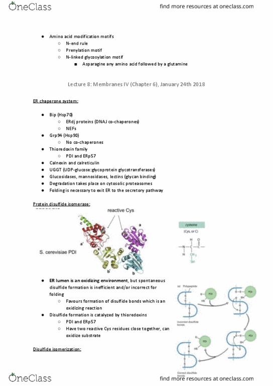ANTH 210 Lecture Notes - Lecture 8: Conformational Change, Autophosphorylation, Translocon thumbnail