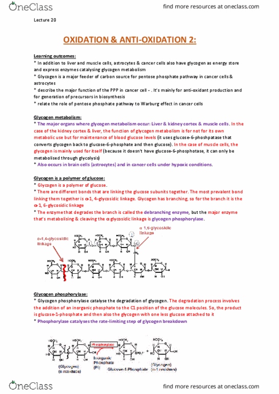 BCMB30011 Lecture Notes - Lecture 20: Glucose Transporter, Stroke, Dihydroxyacetone Phosphate thumbnail