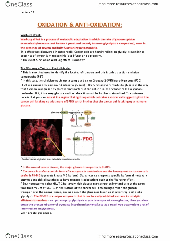 BCMB30011 Lecture Notes - Lecture 19: Unsaturated Hydrocarbon, Hexokinase, Glutamine thumbnail
