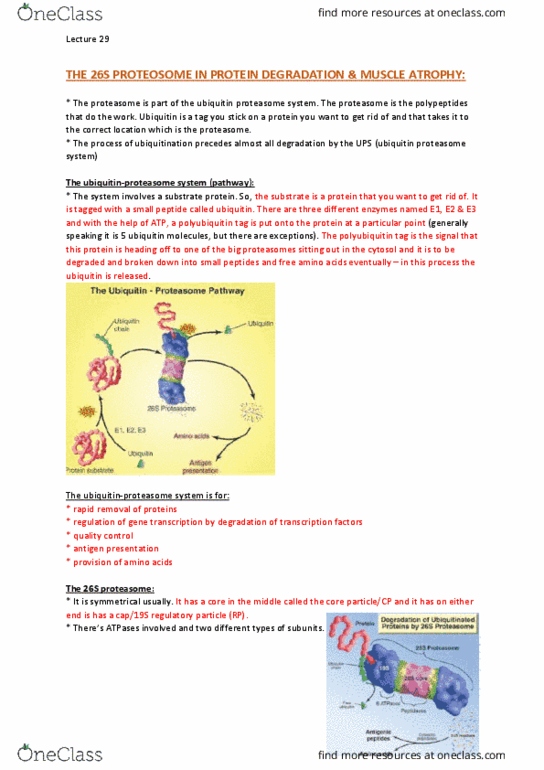 BCMB30011 Lecture Notes - Lecture 29: Structural Motif, Skp1, Insulin Resistance thumbnail
