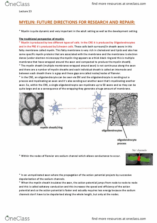 NEUR30004 Lecture Notes - Lecture 23: Hygiene Hypothesis, Rodent, Oligodendrocyte Progenitor Cell thumbnail