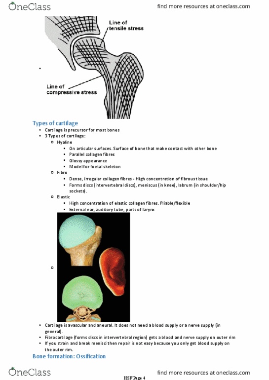 BIOM20002 Lecture Notes - Lecture 17: Epiphyseal Plate, Diaphysis, Epiphysis thumbnail