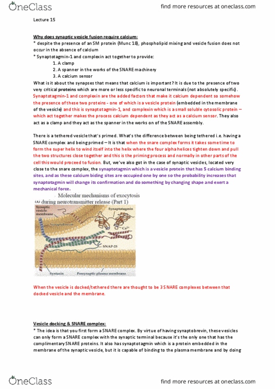 NEUR30002 Lecture Notes - Lecture 15: Syntaxin, The Sequence, Endosome thumbnail